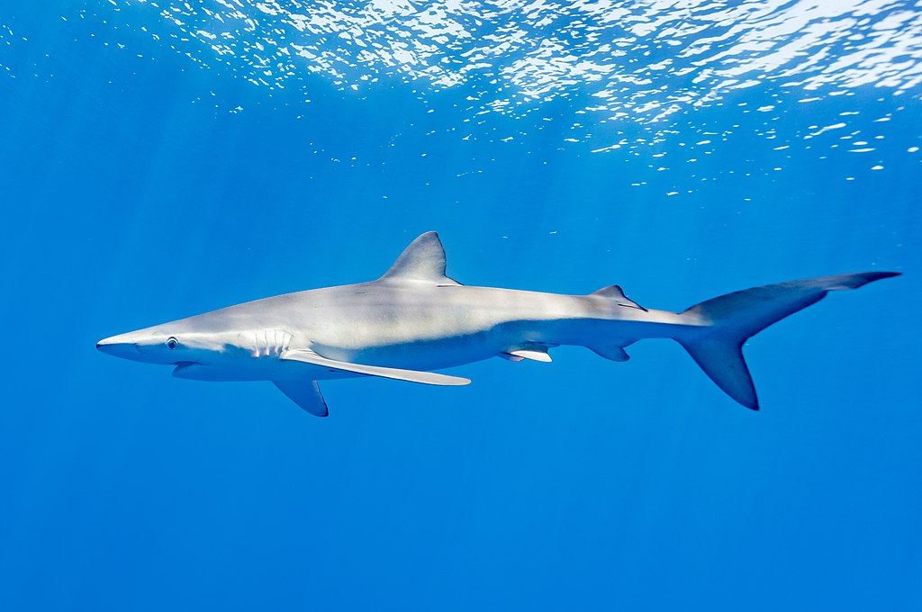 Científicos descubren tiburones intoxicados con droga en Brasil (+Detalles)