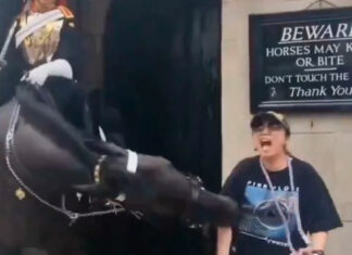 Reino Unido | Caballo de la guardia real mordió a turista mientras posaba para fotografía (+Video)