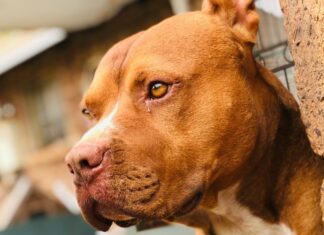 California | Entregan millonaria compensación a víctima de ataque canino