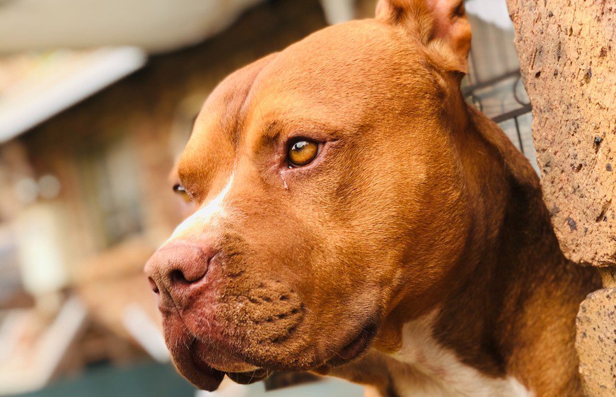 California | Entregan millonaria compensación a víctima de ataque canino