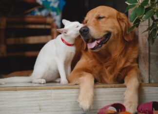 ¿Amistad o rivalidad? Tips para fomentar la convivencia entre perro y gato