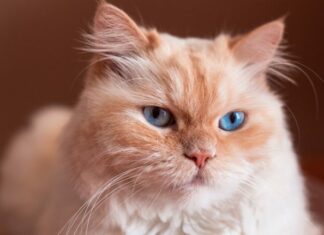 ¿Cómo detectar si el gato tiene conjuntivitis? Aquí te decimos