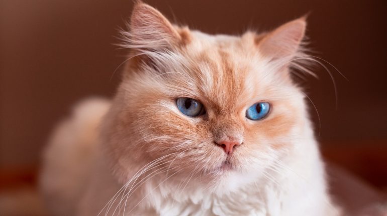 ¿Cómo detectar si el gato tiene conjuntivitis? Aquí te decimos