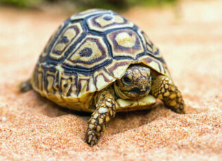 ¿Las tortugas se desparasitan? Esto dicen los expertos