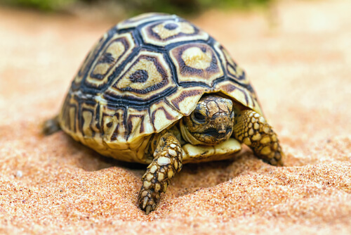 ¿Las tortugas se desparasitan? Esto dicen los expertos