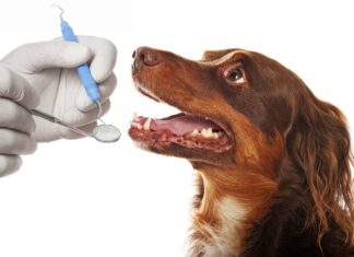 Tips para cuidar la higiene bucal del perro