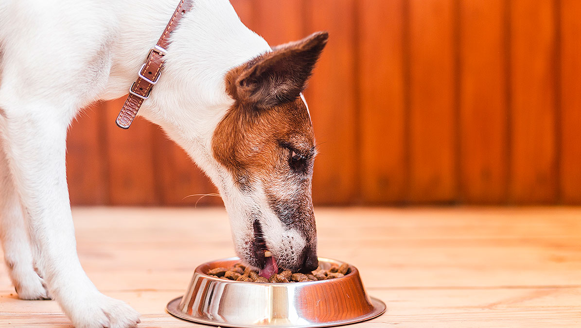 Estos son los sabores que más disfruta tu perro