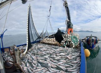 Buscan pescadores en Alaska con pago de horas extras: Requisitos y salarios