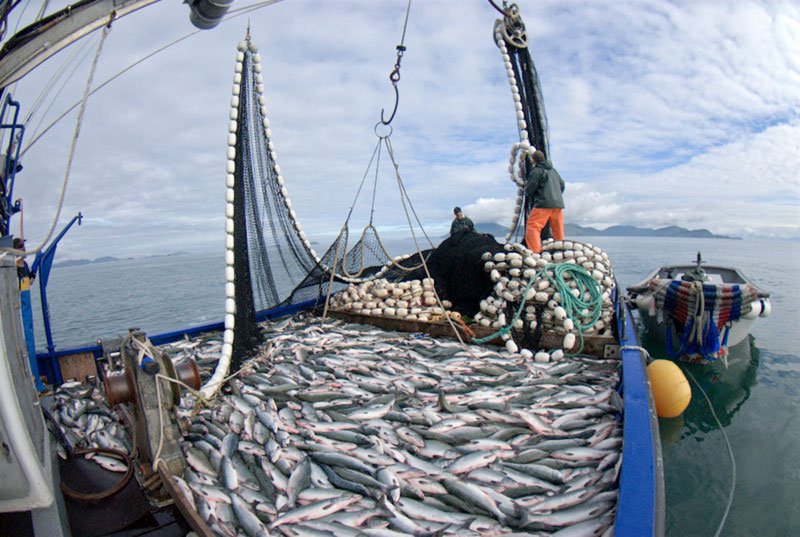 Buscan pescadores en Alaska con pago de horas extras: Requisitos y salarios