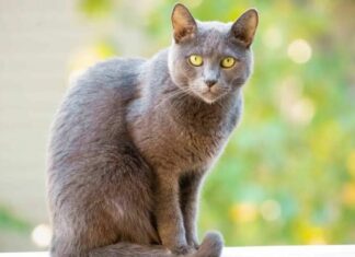 ¿Cómo saber si el gato tiene otitis? Aquí te decimos