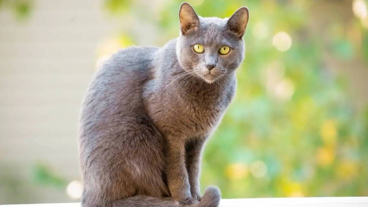 ¿Cómo saber si el gato tiene otitis? Aquí te decimos