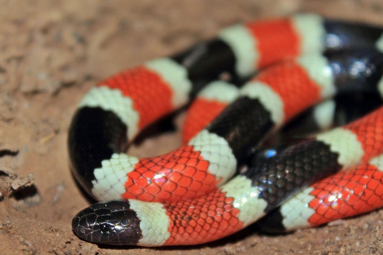 México | Familia dormía con nido de serpientes venenosas bajo el colchón (+Fotos)