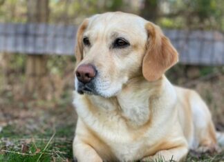 ¿Le puede dar gripe al perro? Esto dicen los expertos