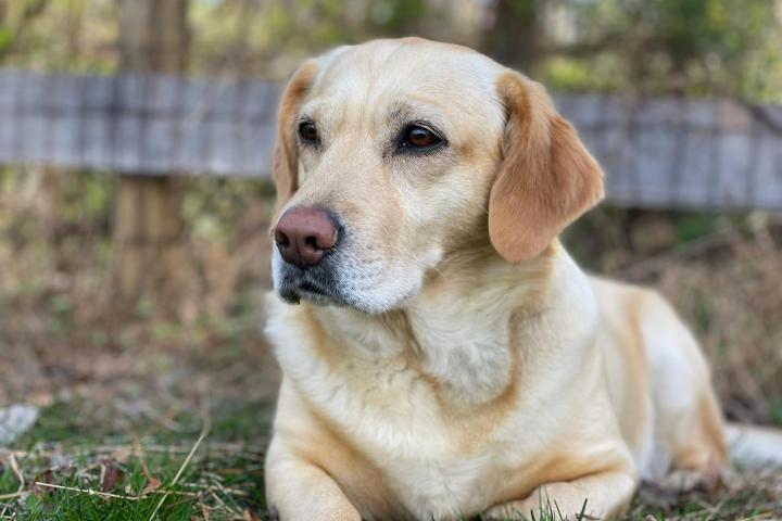 ¿Le puede dar gripe al perro? Esto dicen los expertos