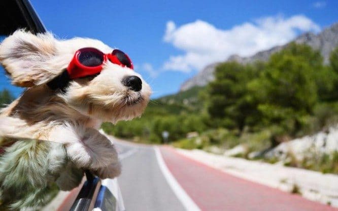 ¿Qué hacer con la mascota cuando vas de vacaciones?