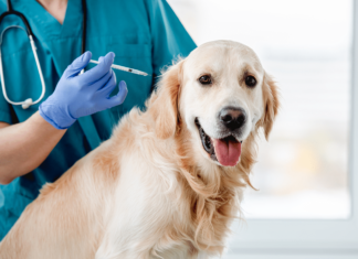 Entérate cuáles son los riesgos de no vacunar al perro