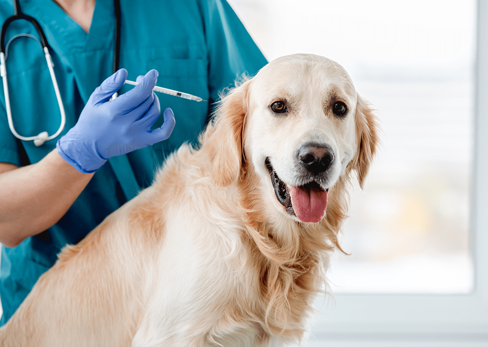Entérate cuáles son los riesgos de no vacunar al perro