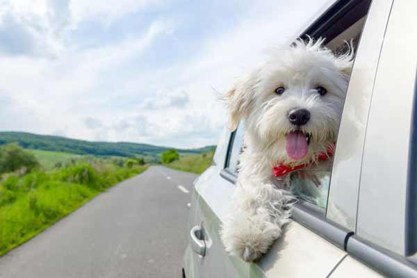 Viajar con el perro en automóvil: Guía completa para que el paseo sea un éxito