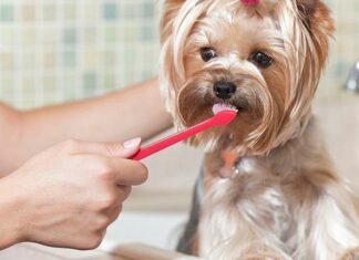 3 remedios caseros para tratar la gingivitis en los perros