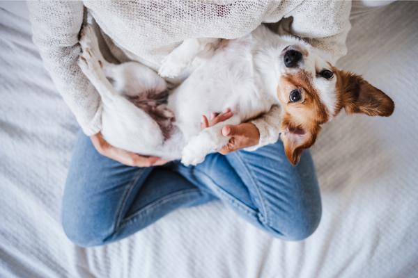 5 señales de que el perro te considera su madre