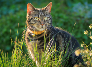 Gato: ¿Qué significa el color de la orina? Entérate