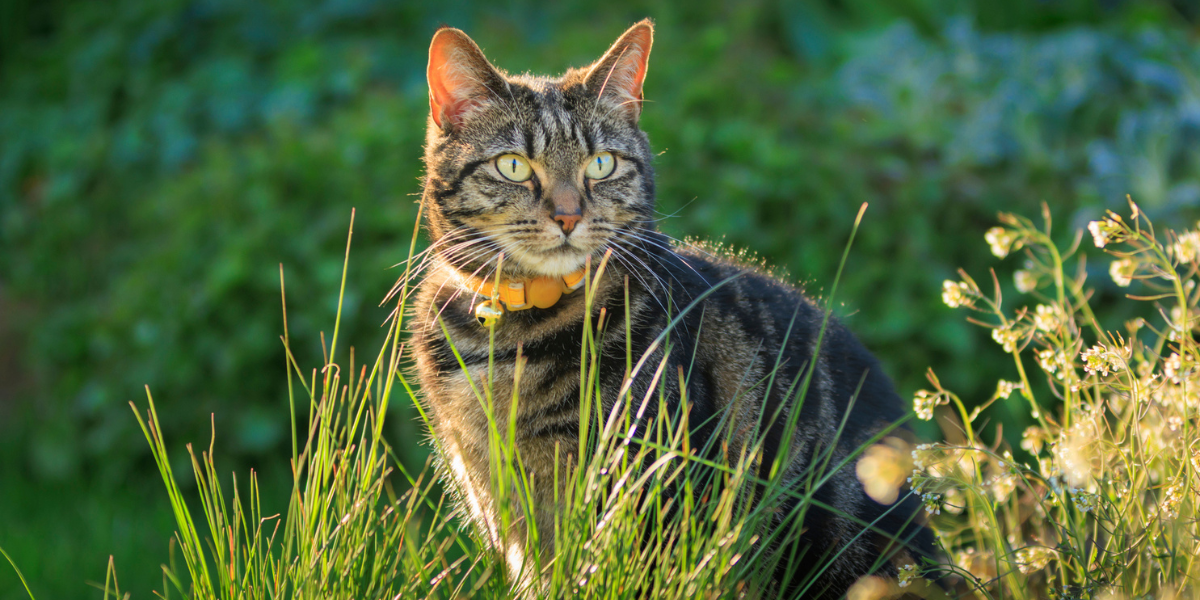 Gato: ¿Qué significa el color de la orina? Entérate