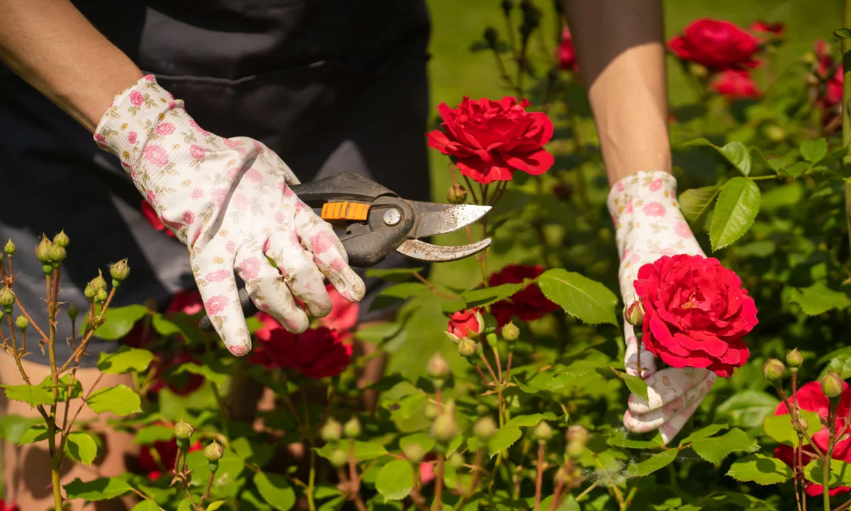 Científicos descubren el gen para conseguir berenjenas o rosas sin espinas (+Detalles)