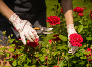 Científicos descubren el gen para conseguir berenjenas o rosas sin espinas (+Detalles)