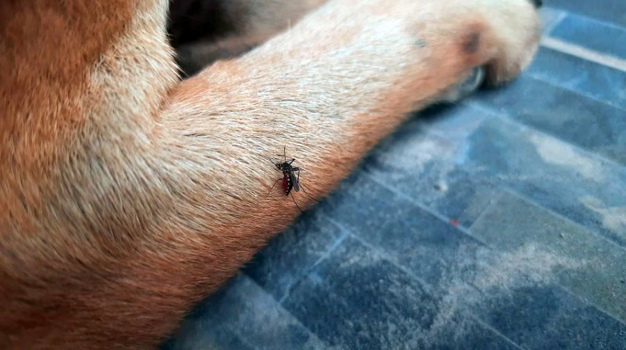 ¿Cómo afectan los mosquitos al perro?