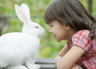 Conejos ¡Conoce cuál es la expectativa de vida de este animal!