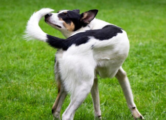 Esta es la razón por la que el perro persigue su cola