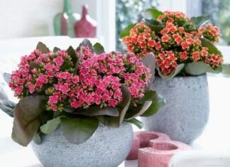 Kalanchoes: vibrantes flores y hojas carnosas para el hogar