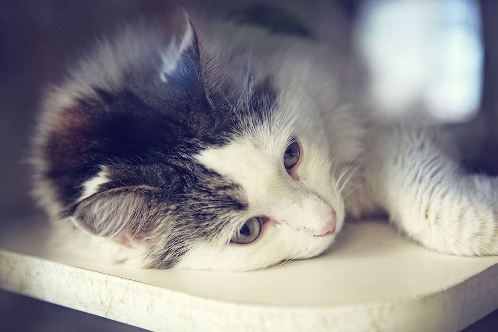 Los gatos también sufren la perdida de otras mascotas según estudio