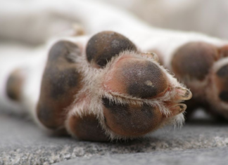 Condenan a mujer por sobrealimentar a su perro