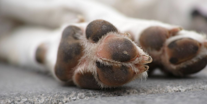 Condenan a mujer por sobrealimentar a su perro