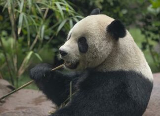 California : Abren exhibición de los panda Yun Chuan y Xin Bao en San Diego