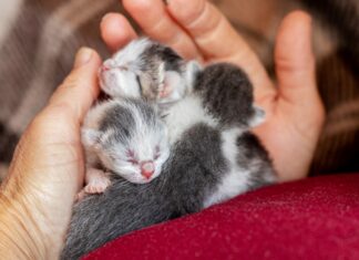 ¿Es seguro tocar las crías de los gatos?