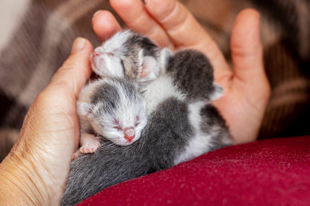 ¿Es seguro tocar las crías de los gatos?