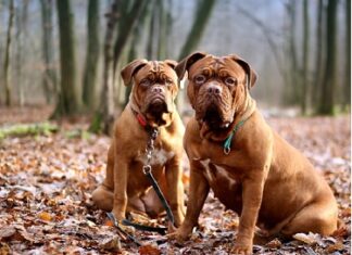 Perro | Estas son las señales cuando tiene rabia