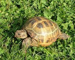 ¿Cuántas horas al día deben dormir las tortugas terrestres? Aquí te decimos