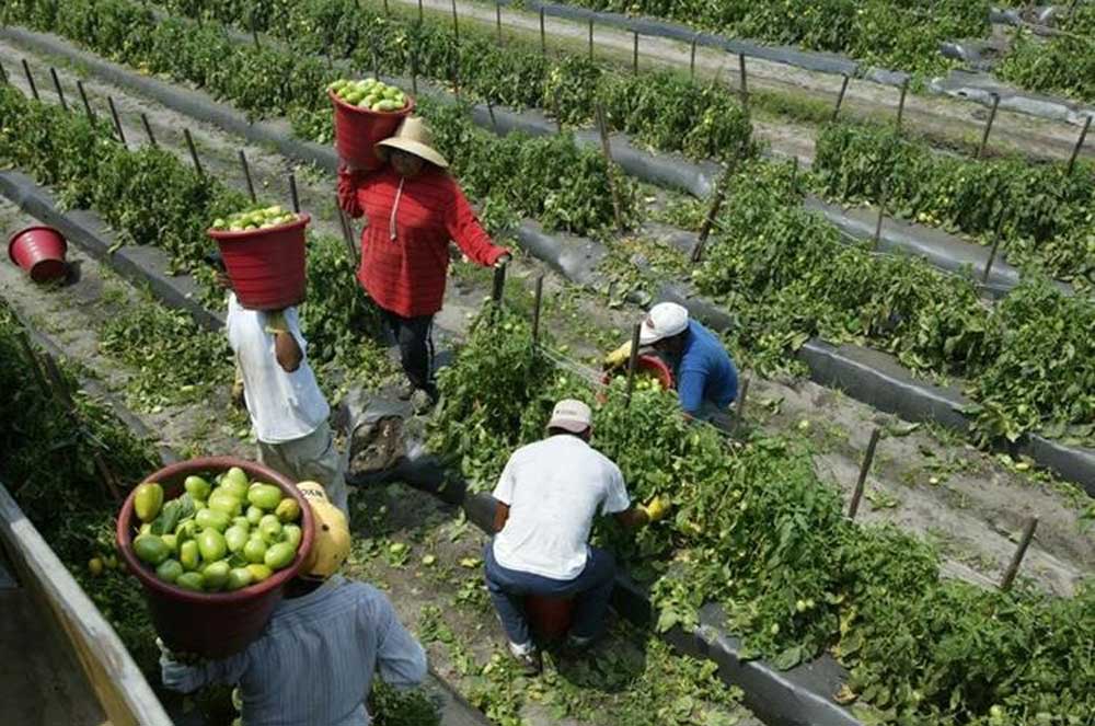 EEUU | Esto es lo que pagan en impuestos los indocumentados en Florida