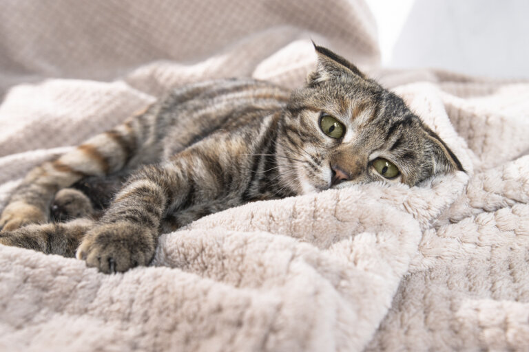 Posturas que pueden indicar que tu gato está enfermo