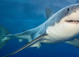 Los grandes tiburones están en peligro de extinción