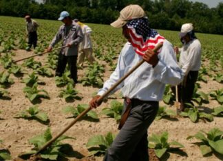 EEUU| Trabajadores agrícolas indocumentados recibirán ayuda federal de $600: ¿Cómo aplicar?