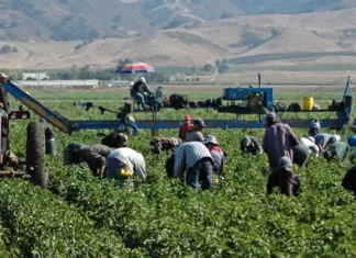 Activan pago de $600 para trabajadores agrícolas indocumentados en Illinois: ¿Cómo solicitar el monto?