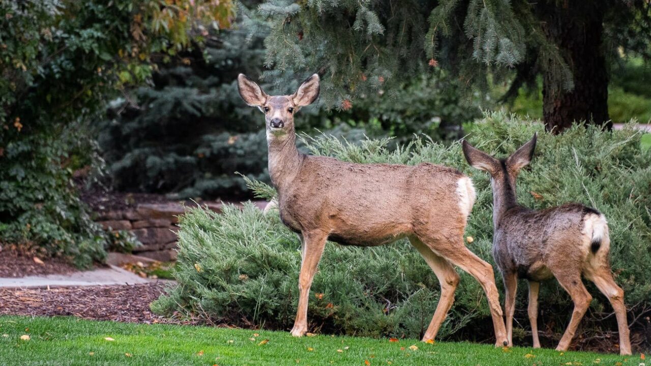 EEUU | Cómo actuar si un venado llega al patio de tu casa