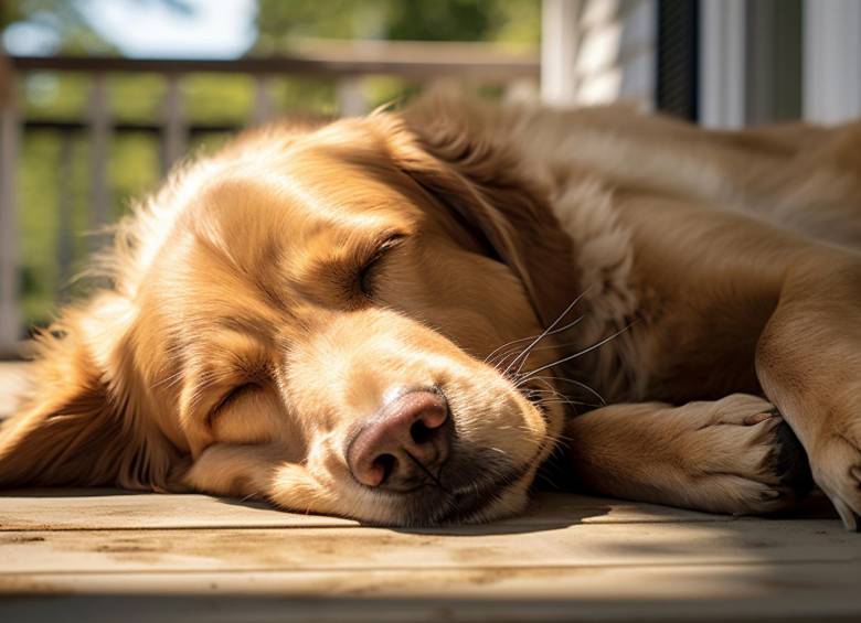 Esta son las causas por la que los perros duermen tanto